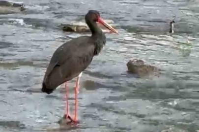 Türkiye’de nadir görülen kara leylek Karabük’te görüldü