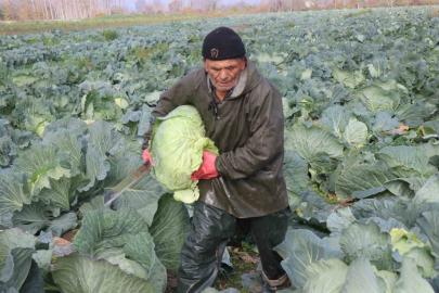 Turşuların başrol oyuncusu lahananın hasadına devam ediliyor