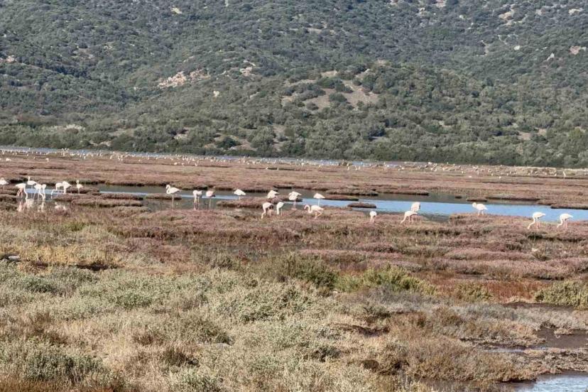 Tuzla Sulak Alanı flamingolarla renkleniyor