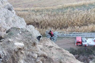 Uçurumda mahsur kalan keçileri itfaiye kurtardı