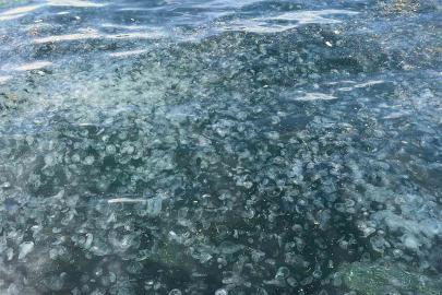 Üsküdar’da hayrete düşüren görüntü: Binlercesi kıyıya vurdu