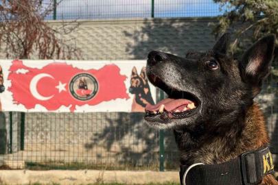 Uyuşturucu tacirlerinin ‘Bulamazlar’ dedikleri zulaları burunları ile patlatıyorlar