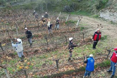 Üzüm bağlarında doğru budama için yerinde eğitim
