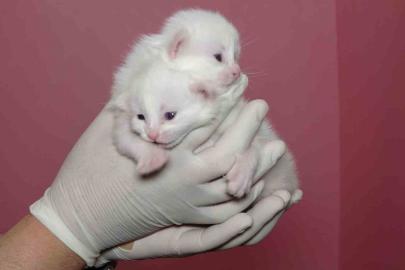Van Kedi Villası’nda bu yıl 120 yavru dünyaya geldi
