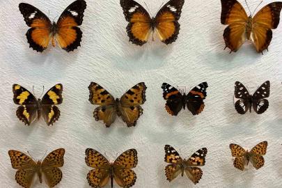 Van’da binlerce kelebeğin korunduğu araştırma koleksiyonu