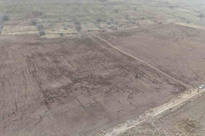 Yaban domuzları arpa ve buğday ekili tarlayı adeta haritaya çevirdi