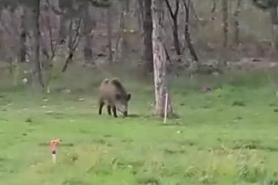 Yaban domuzu da üniversiteli oldu