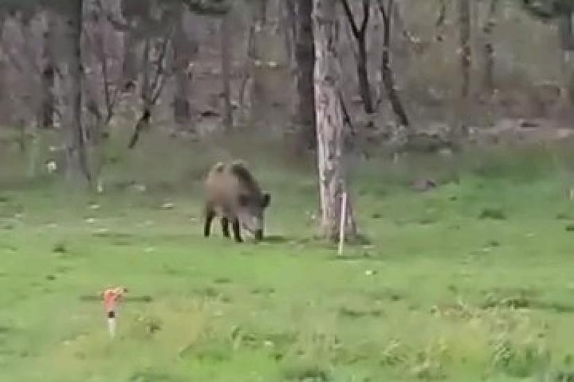 Yaban domuzu da üniversiteli oldu