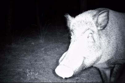 Yaban domuzunun fotokapanla savaşı: Söküp parçalamaya çalıştı