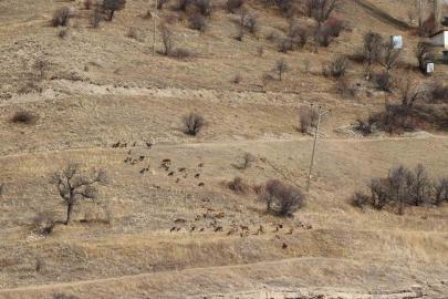 Yaban keçileri tek tek sayılıyor