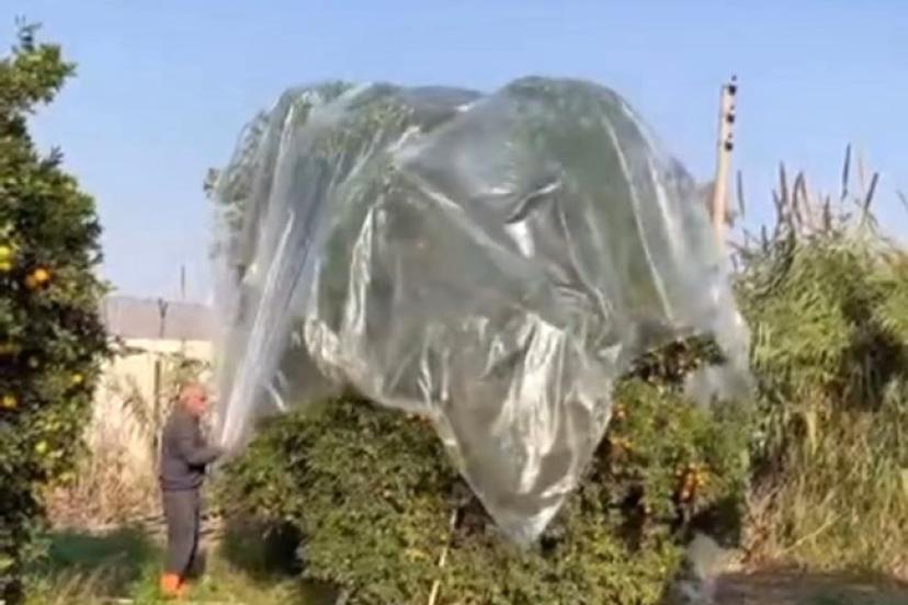 Yağmurda mandalinaya naylonlu koruma