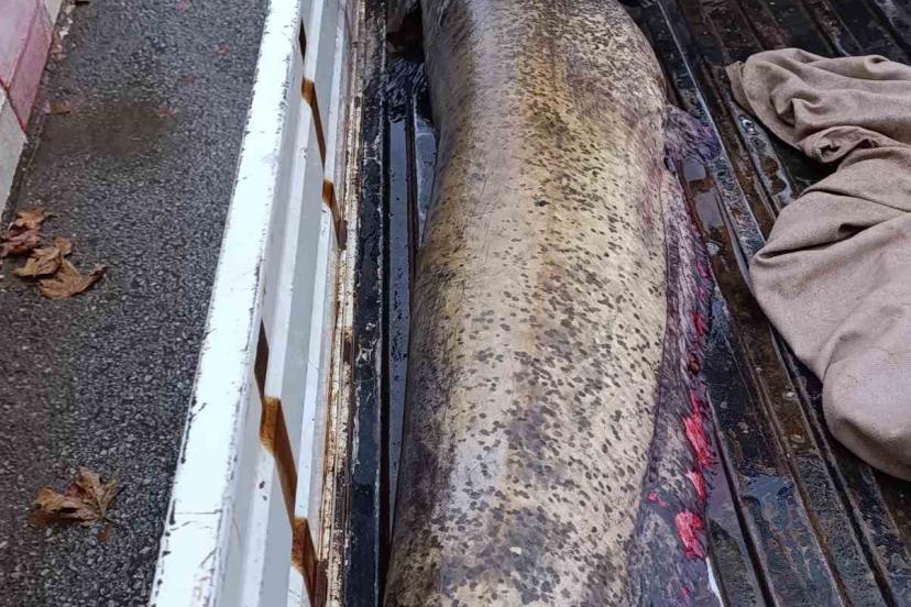 Yakalanan 65 kiloluk dev balık, görenleri şaşkına çevirdi