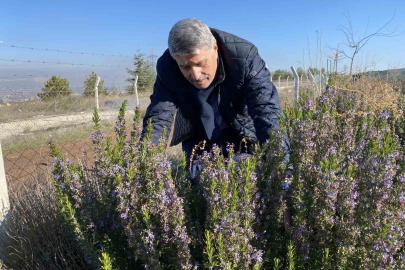 Yapılan 10 yıllık çalışma sonucunda artık Eskişehir’de biberiye üretilebiliyor
