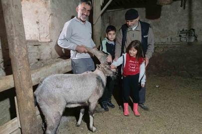 Yaralı halde bulunan dağ keçisi tedavisinin ardından doğaya salındı