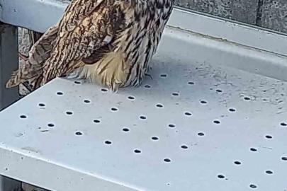 Yaralı halde bulunan kulaklı orman baykuşu koruma altına alındı