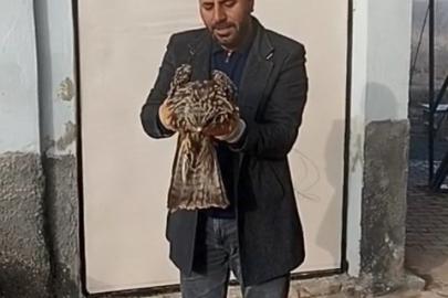 Yaralı kartal koruma altına alındı