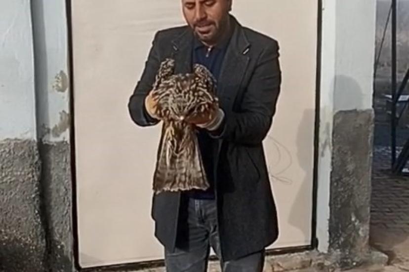 Yaralı kartal koruma altına alındı
