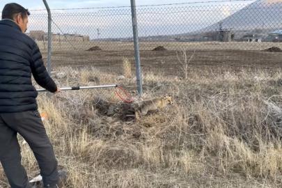 Yaralı kızıl tilki tedavi edilerek doğaya salındı