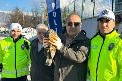 Yaralı şahine polis şefkati