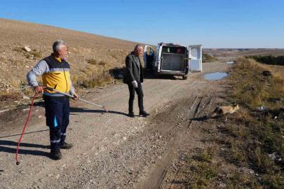 Yaralı tilki tedavisinin ardından doğaya geri bırakıldı