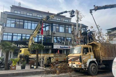 Yaşı 200’e yaklaşan çınar ağacı budandı