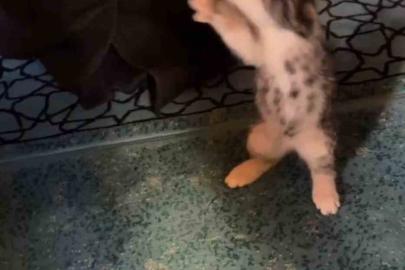 Yavru kedi camide vaaz sırasında cemaatle ve tesbihle oynadı