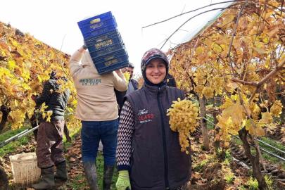 Yeni yıl üzümleri yola çıkmaya başladı