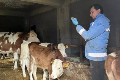 Yığılca’da hayvan sağlığı çalışmaları sürüyor