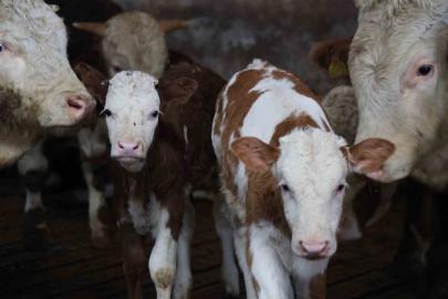 Yıl bitmeden gelen çifte mutluluk: Üreticinin ikiz buzağı sevinci