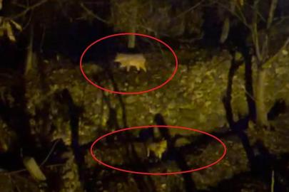 Yiyecek arayan kurtlar yerleşim yerine indi