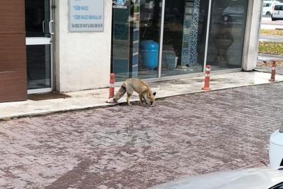 Yiyecek arayan tilki sokağa indi