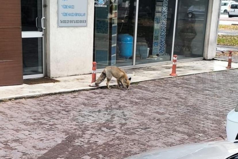 Yiyecek arayan tilki sokağa indi