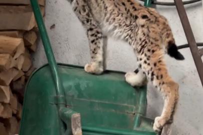 Yolunu şaşıran vaşak Torul ilçe merkezine indi