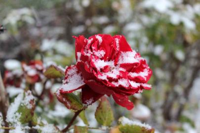 Yozgat’ta çiçekler kar altında kaldı