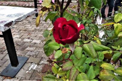 Yozgat’ta yalancı bahar: Aralık ayında güller ve diğer çiçekler açtı