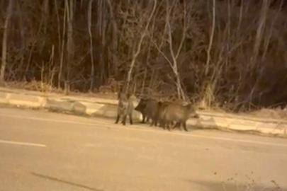 Yüksekova’nın farklı noktalarında domuz sürüleri görüntülendi