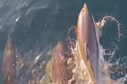 Yunuslar tekneyle yarıştı: Kıyıköy açıklarında kartpostallık anlar