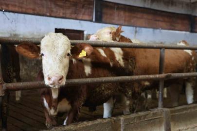 Yüzde 60 hibe aldığı destekle 300 hayvanlık çiftlik kurdu