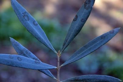 Zeytinde halkalı leke hastalığı ile mücadele çağrısı yapıldı