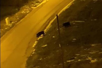 Aç kalan domuzlar şehre indi