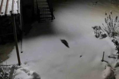 Aç kalan kaya sansarı evlerin dibine kadar indi