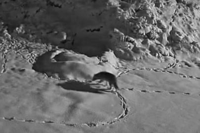 Aç kalan kurt mezraya indi