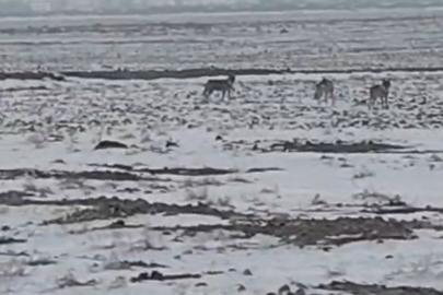 Aç kalan kurt sürüsü Iğdır ovasına indi