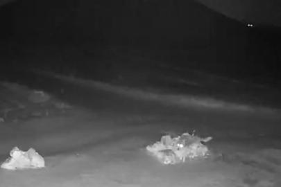 Aç kalan kurtlar köye indi