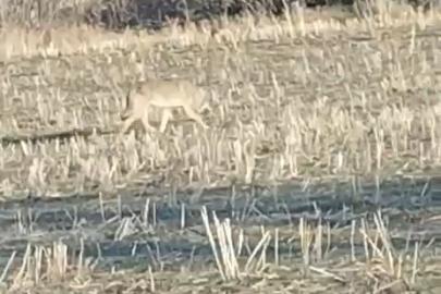 Aç kalan kurtlar yerleşim merkezine indi
