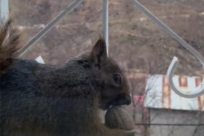 Aç kalan sincaplar pencerelere misafir oluyor