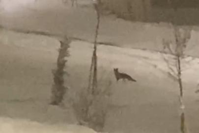 Aç kalan tilki şehir merkezine indi