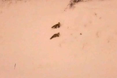 Aç kalan tilkiler yerleşim yerlerinde görülmeye başlandı