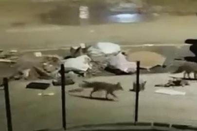 Aç kalan tilkiler yerleşim yerlerine indi