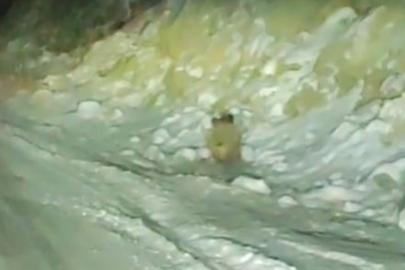 Aç kalan yaban domuzu kara yoluna indi